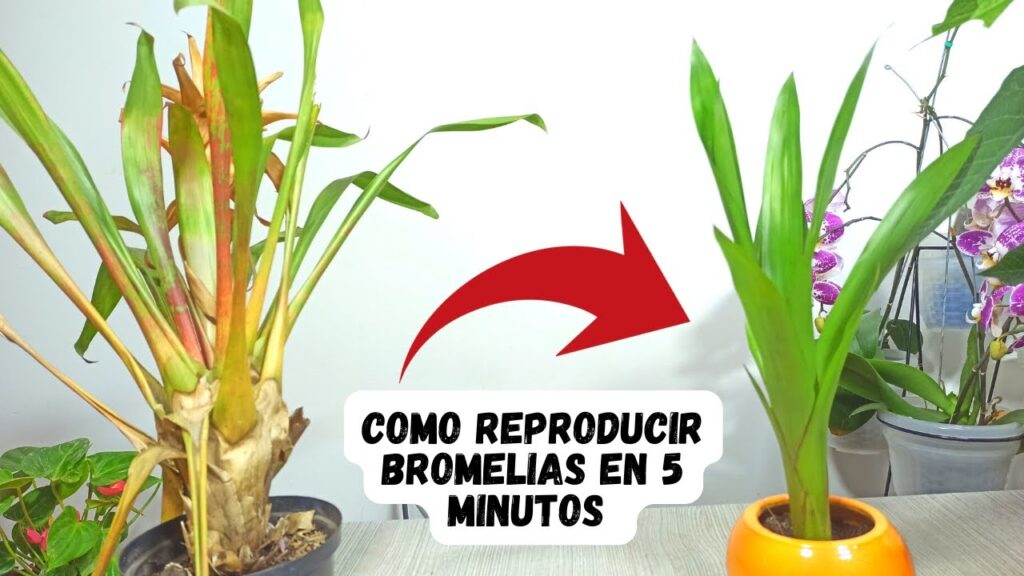 Cómo propagar y plantar bromelias de forma exitosa