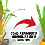 Cómo propagar y plantar bromelias de forma exitosa