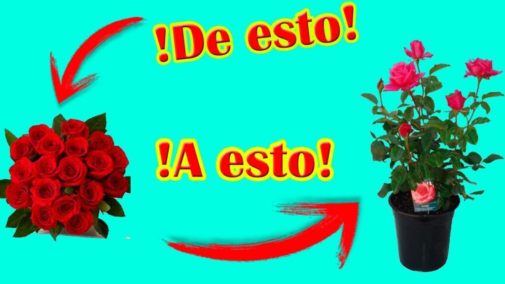 Cómo propagar y replantar flores cortadas de forma efectiva