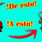 Cómo propagar y replantar flores cortadas de forma efectiva