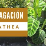 Cómo propagar y reproducir Calatheas de forma exitosa