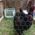 Cómo proteger a las aves de depredadores en cestas colgantes