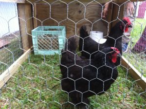 Cómo proteger a las aves de depredadores en cestas colgantes