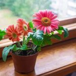 Cómo proteger a las Gerberas en macetas durante el invierno