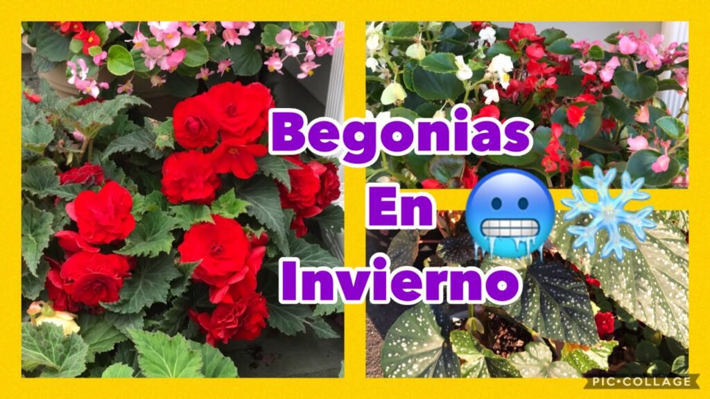 Cómo proteger begonias en invierno y épocas frías