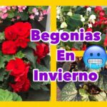 Cómo proteger begonias en invierno y épocas frías