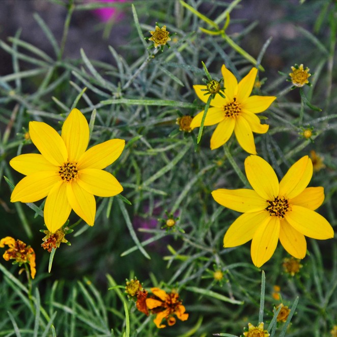 Cómo proteger Coreopsis durante el invierno