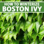Cómo proteger correctamente el boston ivy en invierno