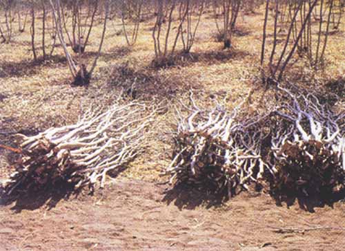 Cómo proteger eficazmente las raíces del eucalipto