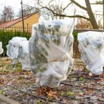 Cómo proteger eficazmente los árboles frutales del frío intenso