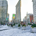 Cómo proteger Euonymus durante el invierno en Manhattan