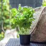 Cómo proteger la albahaca durante el invierno
