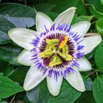 Cómo proteger la planta de Passiflora en invierno