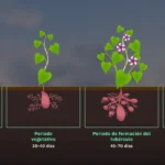Cómo proteger la vid de batata en épocas de invierno