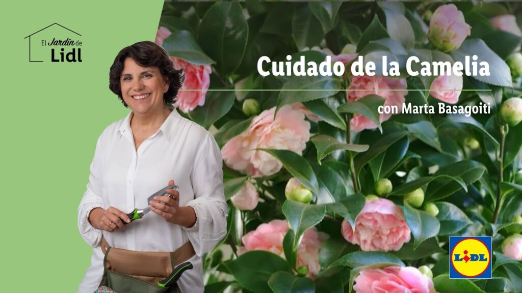 Cómo proteger las camelias durante el invierno