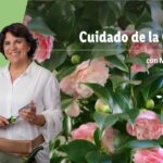 Cómo proteger las camelias durante el invierno