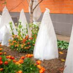 Cómo proteger las Heucheras del frío invernal