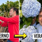 Cómo proteger las hortensias Pee Gee durante el invierno