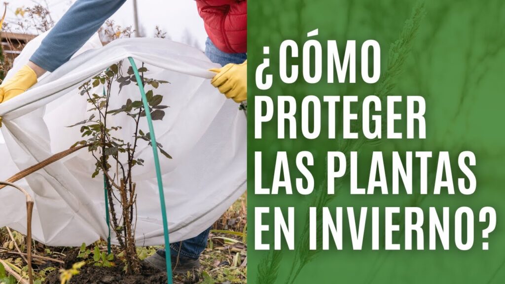Cómo proteger las hostas durante el invierno