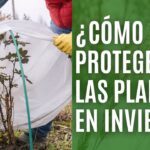Cómo proteger las hostas durante el invierno