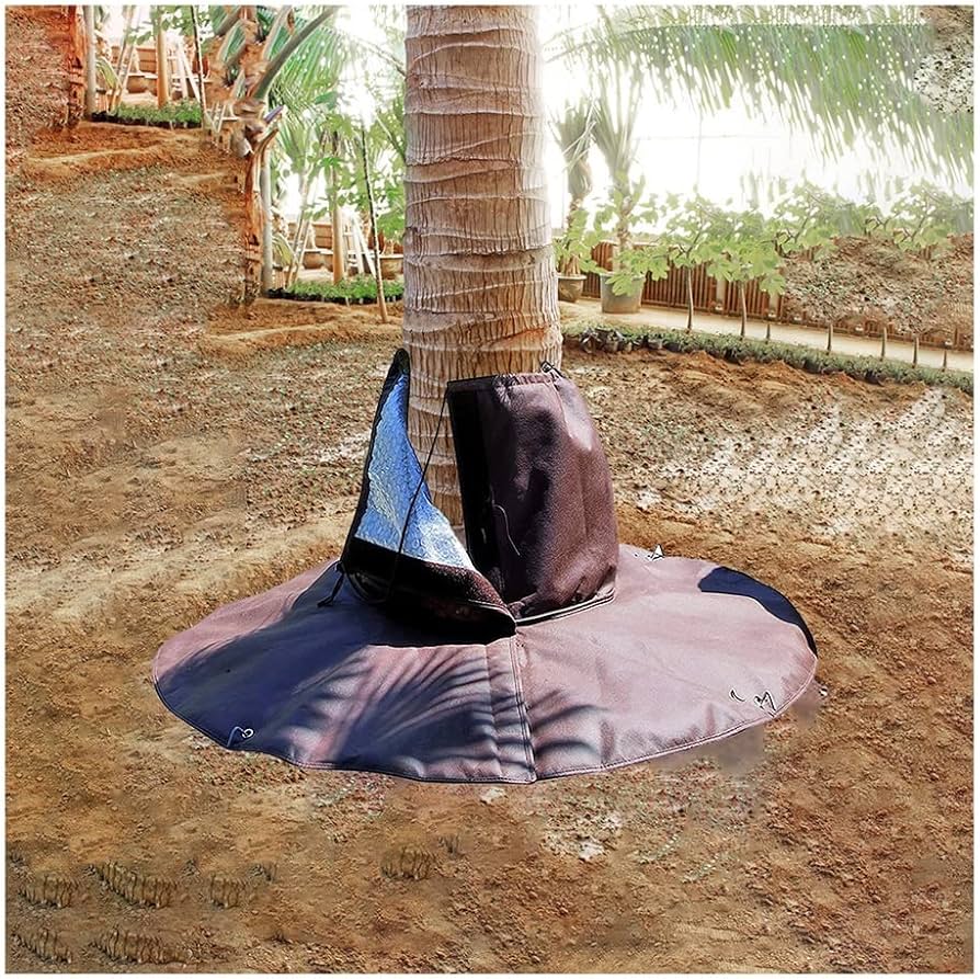 Cómo proteger las palmeras Reina durante el invierno