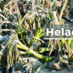 Cómo proteger las papas del daño causado por las heladas