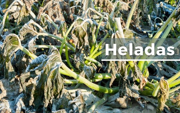 Cómo proteger las papas del daño causado por las heladas