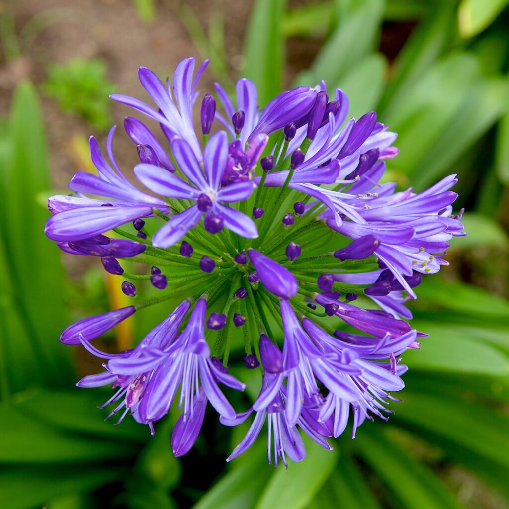 Cómo proteger las plantas de agapanthus durante el invierno