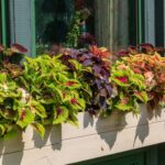 Cómo proteger las plantas de coleus durante el invierno