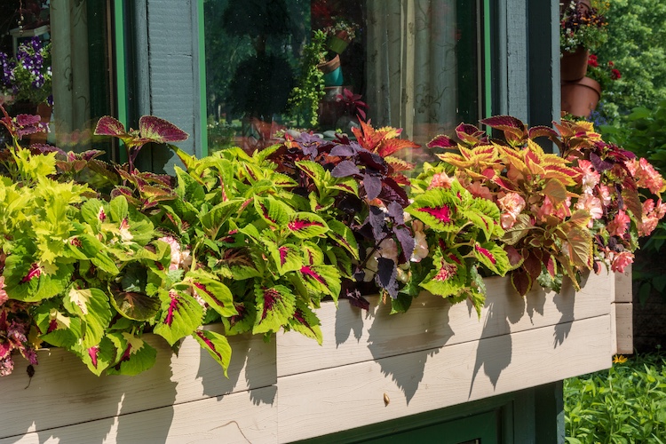 Cómo proteger las plantas de coleus durante el invierno