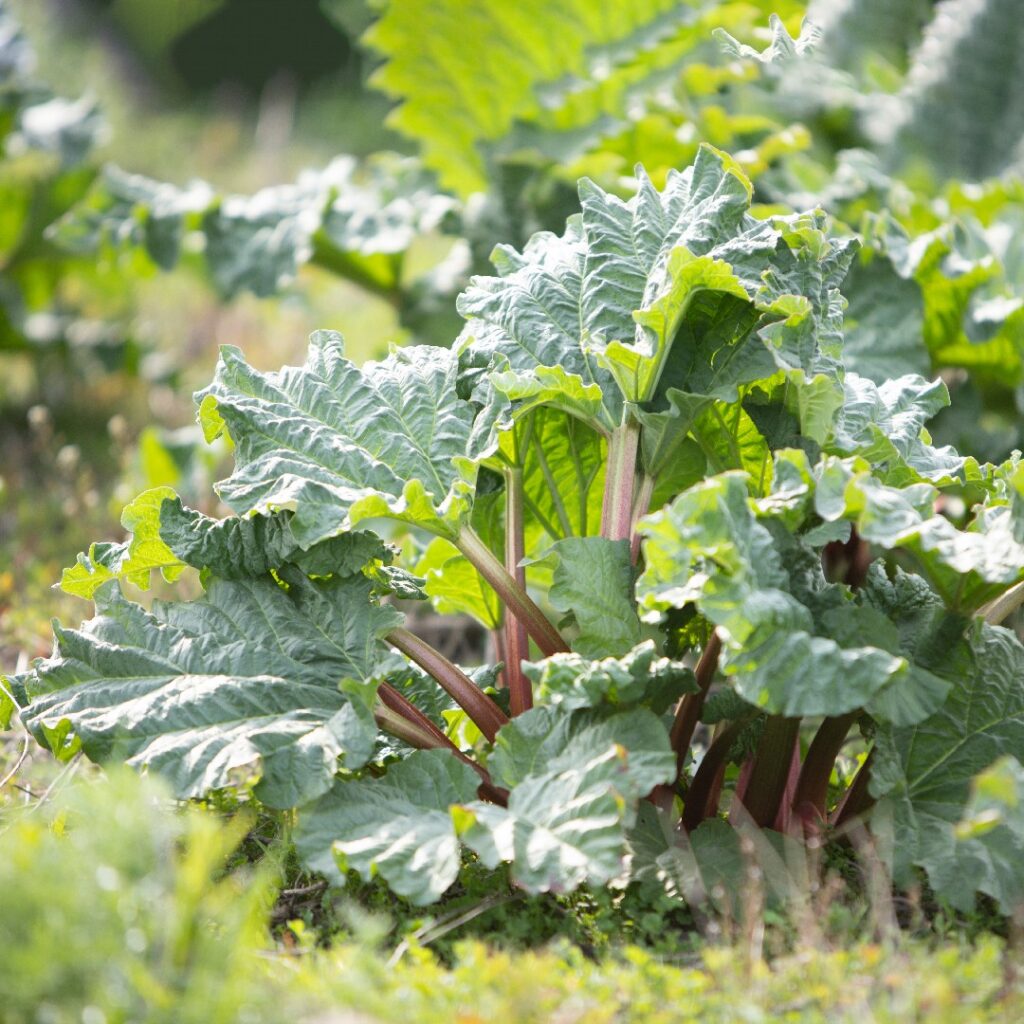 Cómo proteger las plantas de ruibarbo durante el invierno
