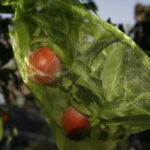 Cómo proteger las plantas de tomate de los pájaros