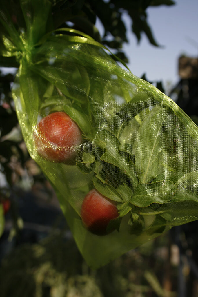 Cómo proteger las plantas de tomate de los pájaros