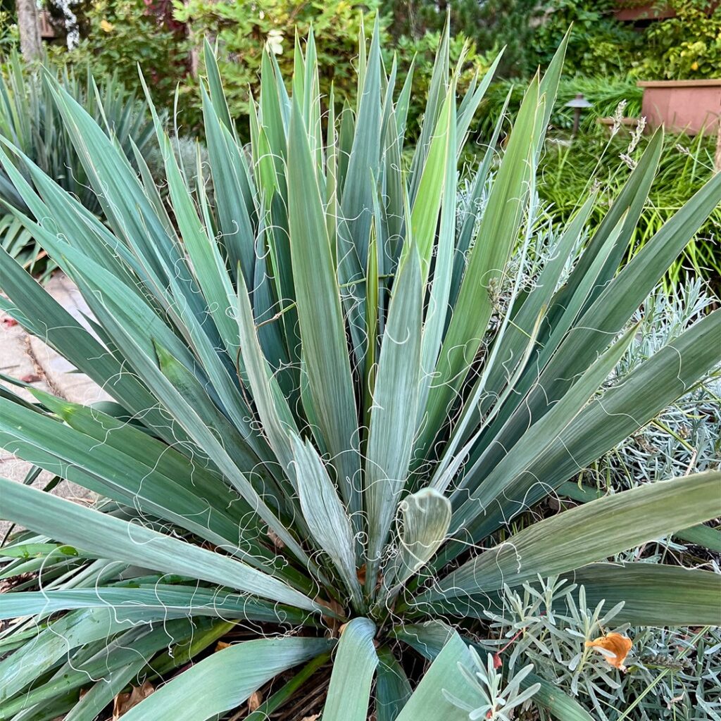 Cómo proteger las plantas de Yucca durante el invierno
