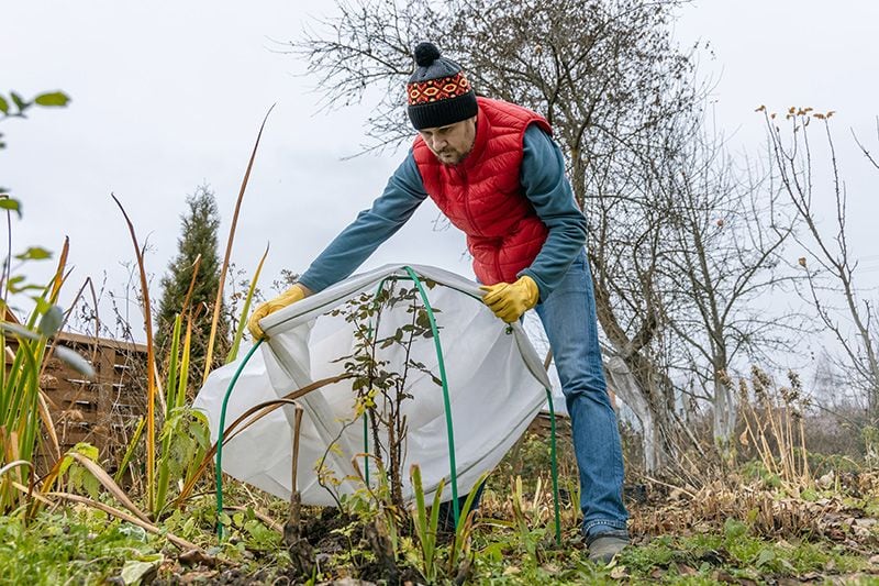 Cómo proteger las plantas del daño causado por la helada