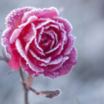 Cómo proteger las rosas del invierno con acolchado