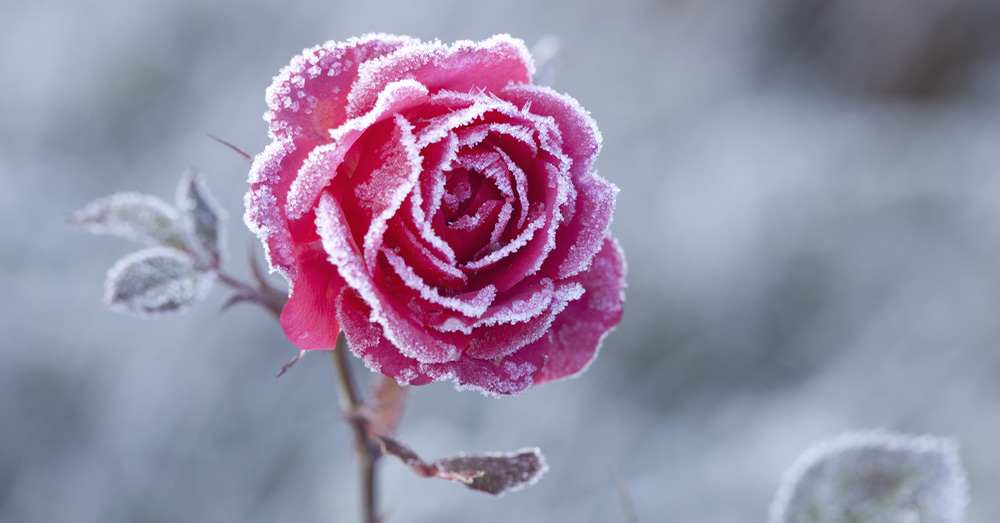 Cómo proteger las rosas del invierno con acolchado