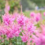 Cómo proteger los astilbes del frío invierno correctamente