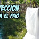 Cómo proteger los duraznos durante el invierno