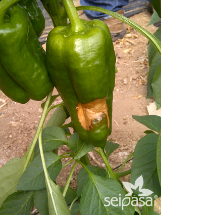 Cómo proteger los pimientos del daño causado por el sol