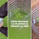 Cómo proteger los tomates del frost de manera efectiva