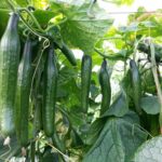 Cómo proteger plantas de pepino del clima caliente