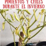 Cómo proteger plantas de pimientos durante el invierno