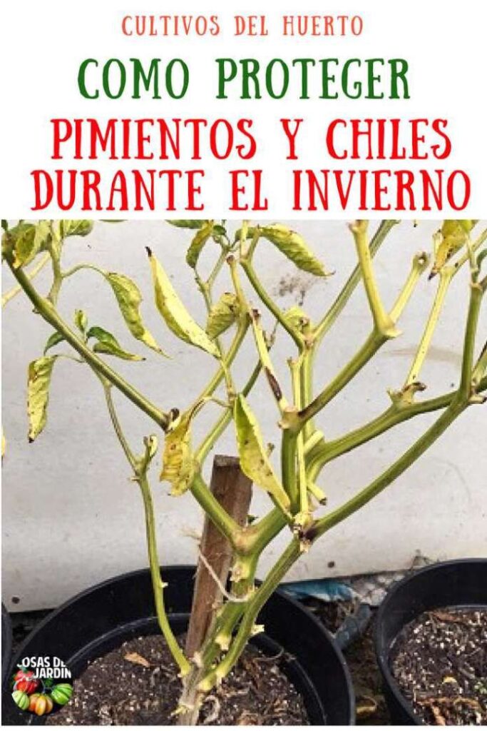 Cómo proteger plantas de pimientos durante el invierno