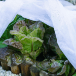 Cómo proteger tus plantas de lechuga en invierno