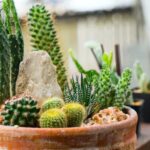 Cómo proteger un cactus de la luz solar directa