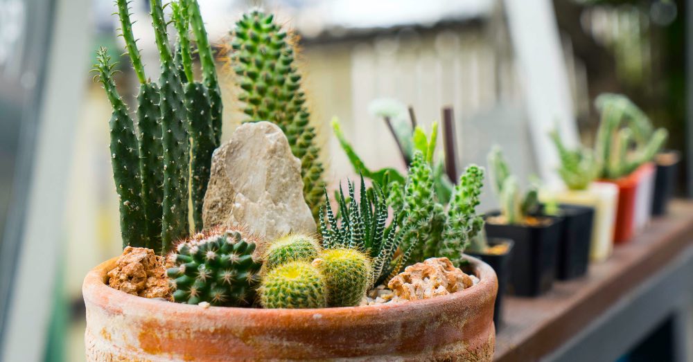 Cómo proteger un cactus de la luz solar directa