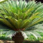 Cómo proteger una palmera de sagú durante el invierno