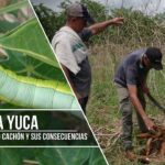 Cómo proteger una planta de yuca de los insectos invasores