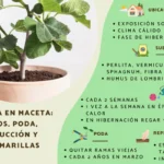 Cómo proteger y almacenar árboles de higos en invierno